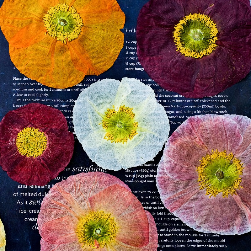 Art And Craft Nature - 1pcs,Nature Field Poppy Pressed Dry Flowers