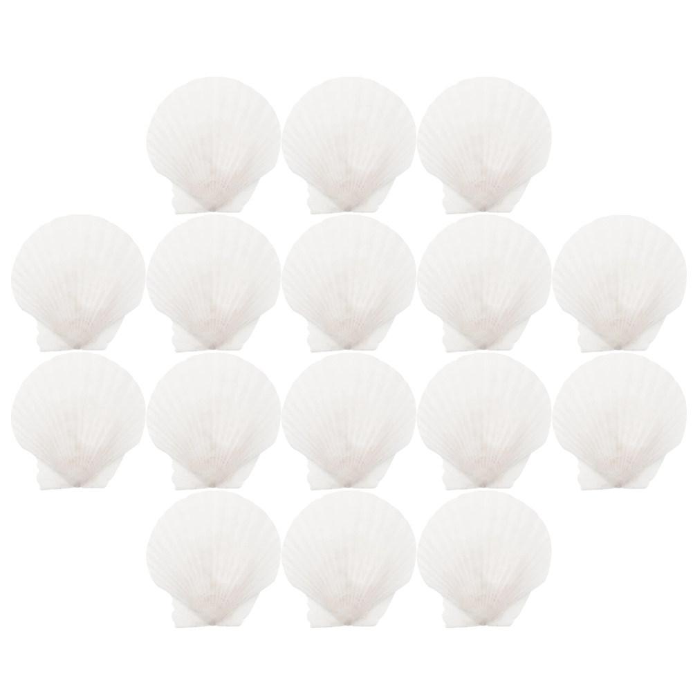 Art Craft Gallery - 16Pcs Flat Natural Sea Shells Scallop
