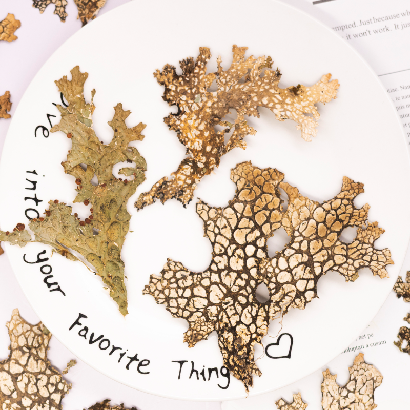 Art And Craft Nature - 4pcs,Rare Bark Natural Pressed Flower -