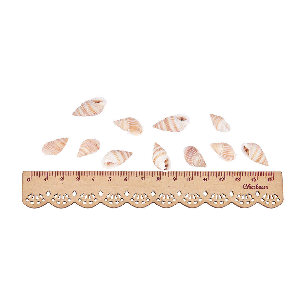 Mini Seashells Crafts Natural  - Art Craft Gallery ulasan dan harga