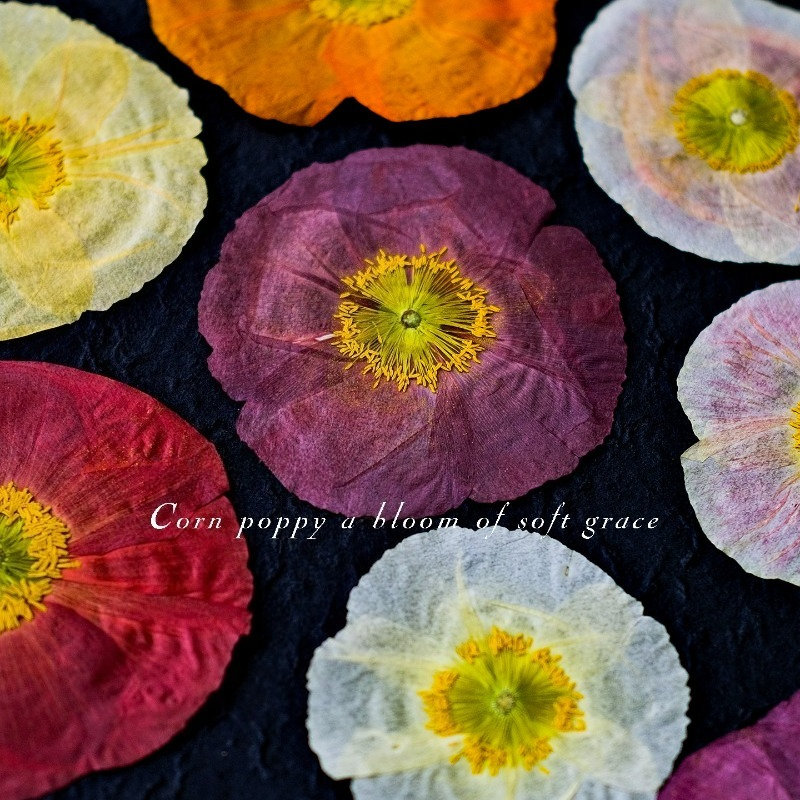 1pcs,Nature Field Poppy Presse - Art And Craft Nature ulasan dan harga