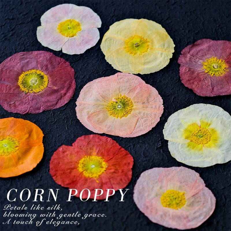 1pcs,Nature Field Poppy Presse - Art And Craft Nature ulasan dan harga