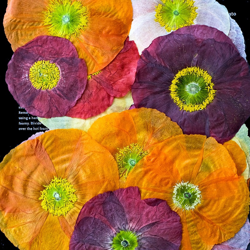 1pcs,Nature Field Poppy Presse - Art And Craft Nature ulasan dan harga
