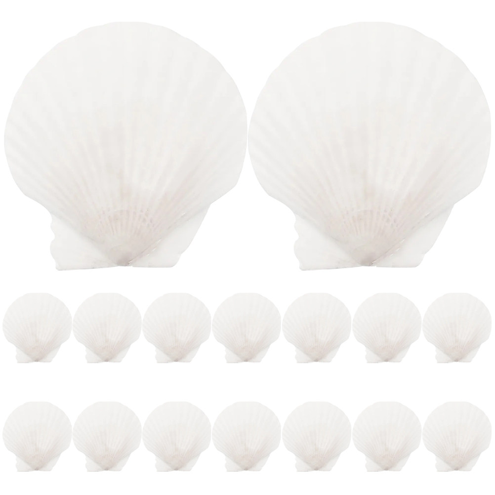 16Pcs Flat Natural Sea Shells  - Art Craft Gallery ulasan dan harga