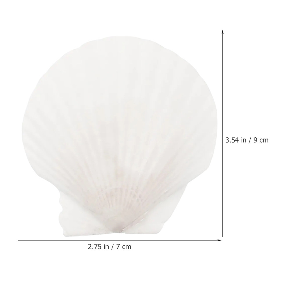 16Pcs Flat Natural Sea Shells  - Art Craft Gallery ulasan dan harga