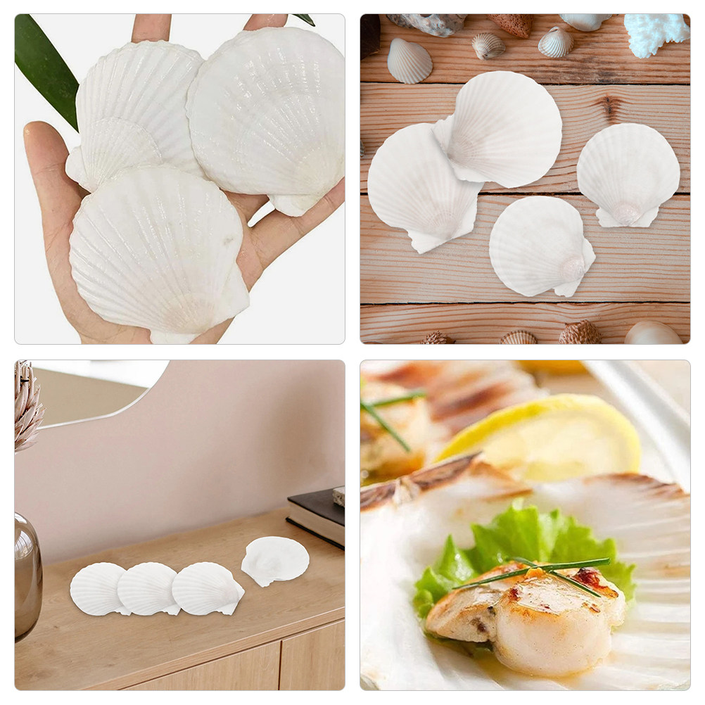 16Pcs Flat Natural Sea Shells  - Art Craft Gallery ulasan dan harga