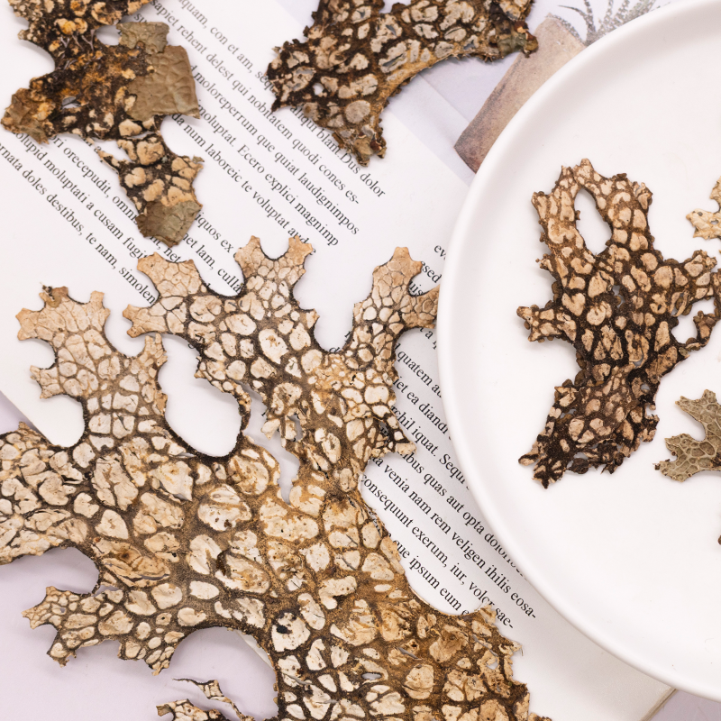 4pcs,Rare Bark Natural Pressed - Art And Craft Nature ulasan dan harga