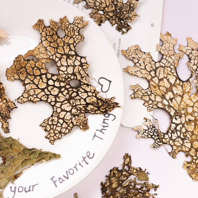 4pcs,Rare Bark Natural Pressed - Art And Craft Nature ulasan dan harga