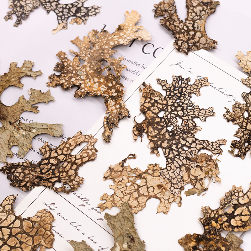 4pcs,Rare Bark Natural Pressed - Art And Craft Nature ulasan dan harga