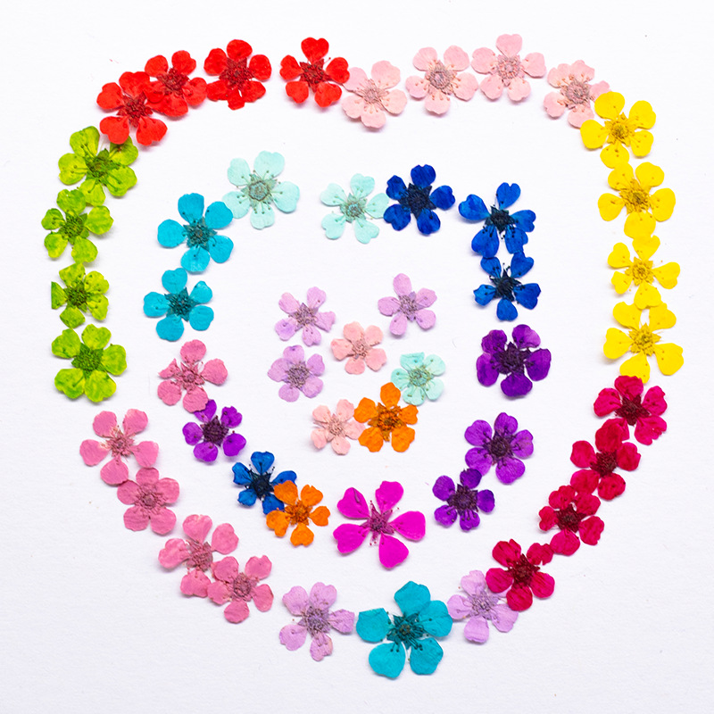 96Pcs Mini 1.5cm Natural Press - Art And Craft Nature ulasan dan harga