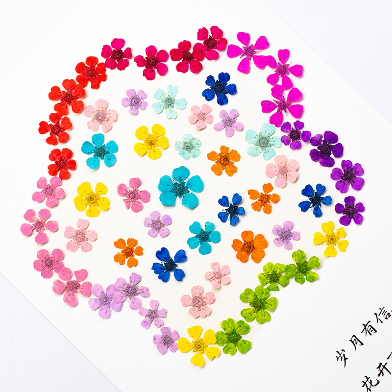 96Pcs Mini 1.5cm Natural Press - Art And Craft Nature ulasan dan harga