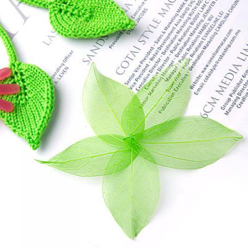 Natural Catbrier Skeleton Leav - Art And Craft Nature ulasan dan harga