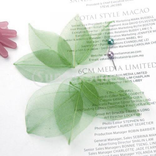 Natural Catbrier Skeleton Leav - Art And Craft Nature ulasan dan harga